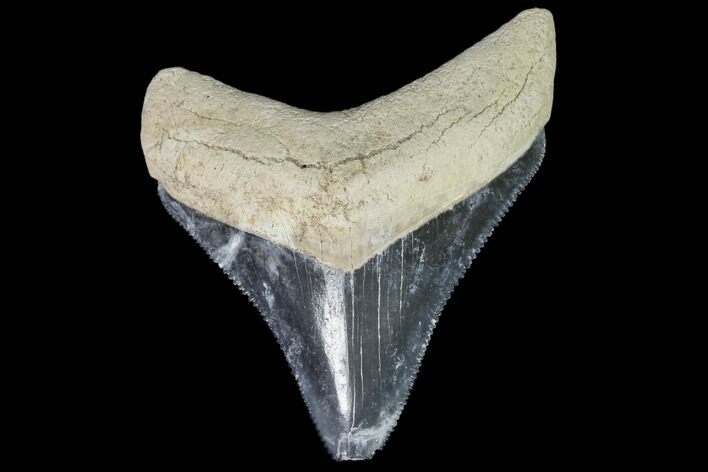 Serrated, Fossil Megalodon Tooth - Florida #110437